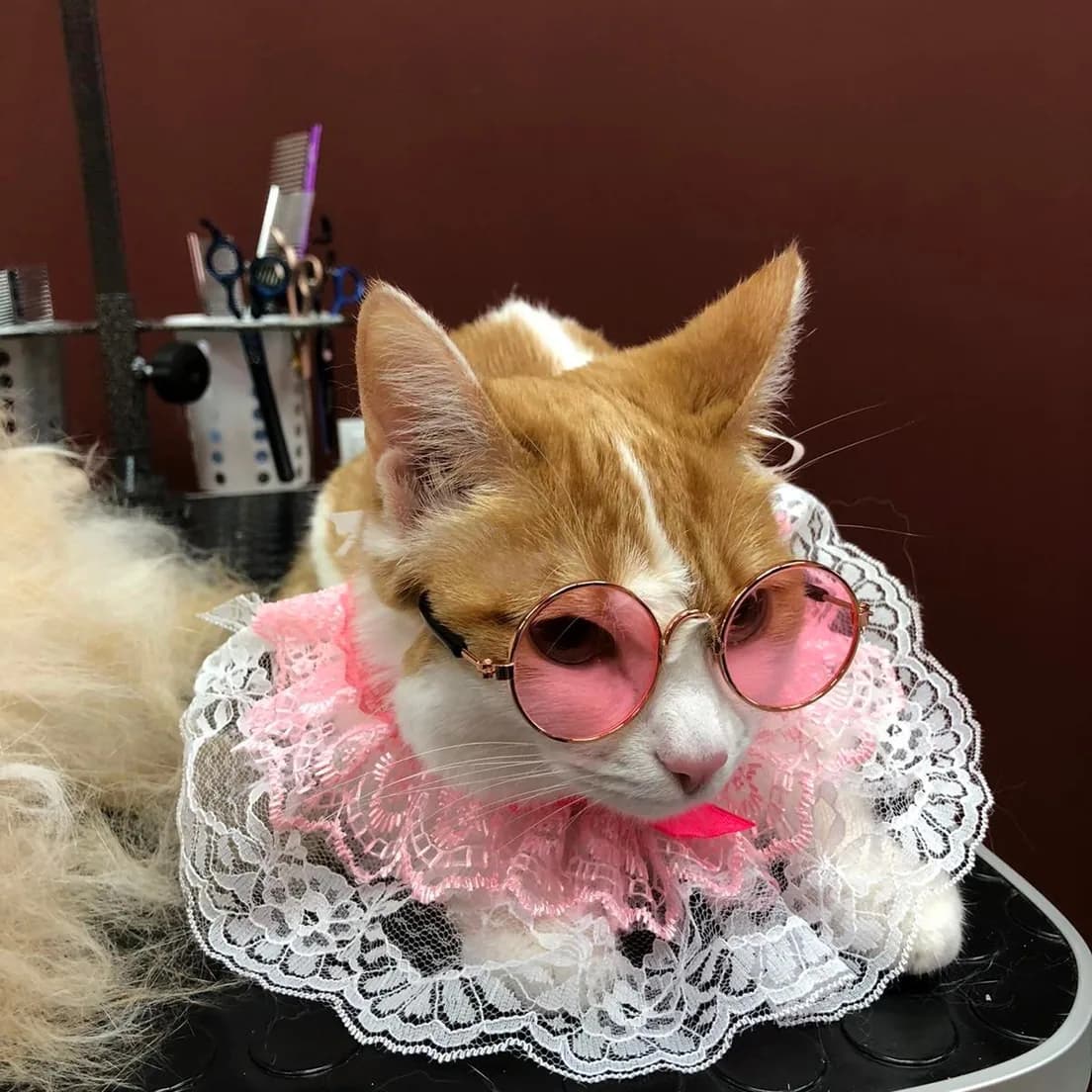 Рыже-белый кот после груминга в BARBER SHARIKOV